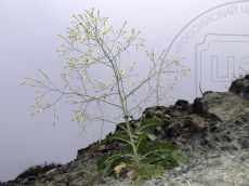 Crambe-koktebelica_Водопадная_стация